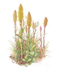 Image result for Disa woodii