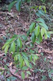 Image result for Embelia ruminata