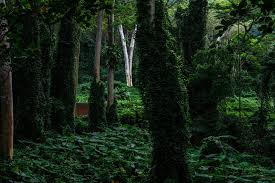 Image result for Oldenlandia verrucitesta