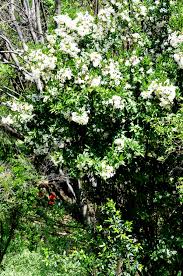 Image result for Rothmannia globosa