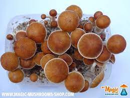 Pin On Magic Mushrooms Mckennaii Grow Kit Grow Box