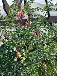 Image result for Pithecellobium dulce