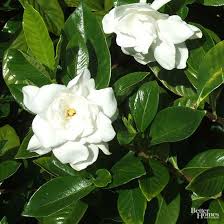 Pin On Gardening Landscaping Ideas