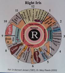 Iridology Diagnosis Of Past Present And Future Illness