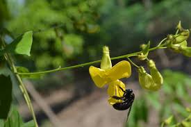 Image result for Vigna umbellata