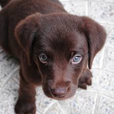This is why it is common to wait on a see the pictures of our labrador puppies and hear what our owners have to say about our a silver lab puppy is actually a faded chocolate lab. 1 Labrador Retriever Puppies For Sale By Uptown Puppies