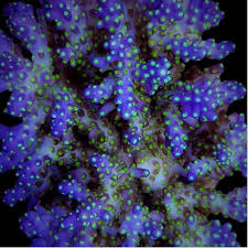 Image result for Acrotome hispida