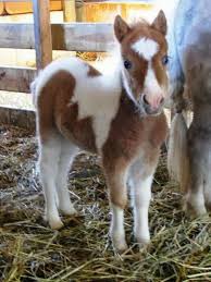 pin von horse rider auf ꭿmazing ꭿnimals miniaturpferde babytiere tiere