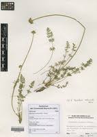 Image result for Daucus melananthus