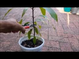 It is, however, an important chore to keep fruit trees healthy and productive. Pin On Fruit Trees