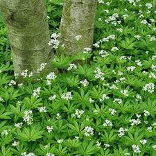 Creeping thyme coccineus is can be grown in part shade as ground cover perennial, this campanula portenschlagiana will trail over walls, rock gardens, and. Sweet Woodruff Sweet Woodruff Ground Cover Plants Ground Cover