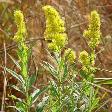 Image result for Solidago