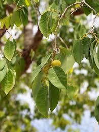 Image result for Pseudolachnostylis maprouneifolia