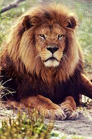 Lion King Stunningly Powerful And Beautiful Animals Beautiful Lions Photos Wild Cats