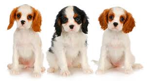 We did not find results for: Cavalier King Charles Spaniel Breeder Ct Breeder