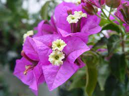An extensive document that shares techniques on growing annual and perennial flowers in shaded environments. 25 Best Summer Flowers In India Summer Flowers