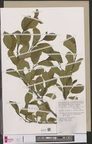 Image result for Polygala capillaris