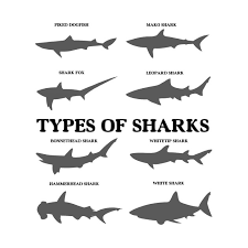 Types Of Sharks T Shirt Colorful Ocean Tee Shirt