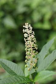 Image result for Phytolacca