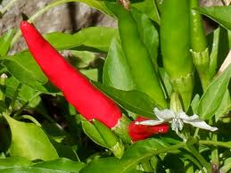 Image result for Capsicum annuum