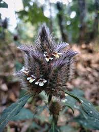 Image result for Lepidagathis