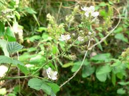 Image result for Rubus runssorensis