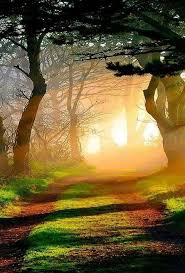 صورة الغابة عند لحظة غروب الشمس منظر يحبس الانفاس صورة