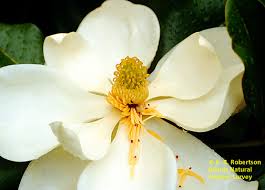 Image result for Magnoliaceae