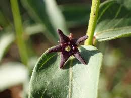 Image result for Vincetoxicum sylvaticum