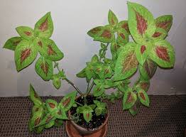 Growth rate formula is used to calculate the annual growth of the company for the particular period and according to which value at the beginning is subtracted from the value at the end and the. Coleus Growth Greengrow