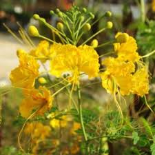Purchase trees for zone 9 to add comfort to your landscaping from tn nursery. Buy Sankasur Yellow Morshenda Palnt Online India At Plantsguru Com