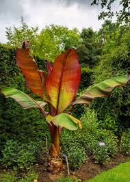 Image result for Ensete ventricosum