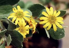 Image result for Chrysanthemoides monilifera