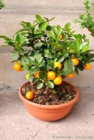 Des Arbres Fruitiers Nains Pour Recolter Ses Fruits Bio Sur Son Balcon Arbre Fruitier Arbre Fruitier Nain Fruitier