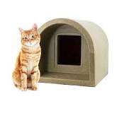 Where Do Cats Go When It Rains?