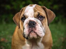 English bulldog puppies for sale in the united states: English Bulldog Puppies Breed Info And Who Needs A Bulldog Today