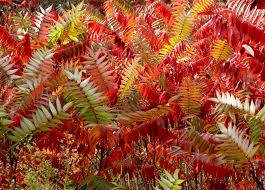 Image result for Toona