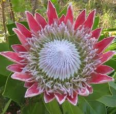 Floristería Protea