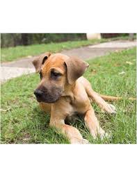 All of our great danes have 100% european bloodlines and are bred for the heavy euro look. Great Dane Puppies For Sale Gender Female