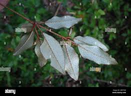 Image result for Croton pseudopulchellus