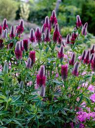 Image result for Trifolium tembense