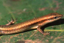 Image result for Sarcophrynium prionogonium