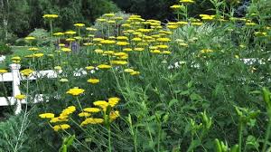 Free shipping on qualified orders. Yarrow Summer Berries Achillea Millefolium American Meadows