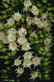 Image result for Sapotaceae