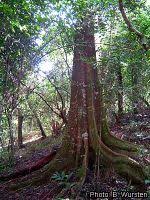 Image result for Newtonia buchananii