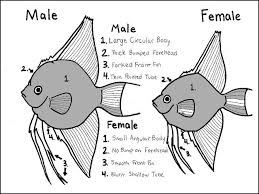 Difference Between Male Female Angel Fish Aquarium Fish Tropical Freshwater Fish Angel Fish