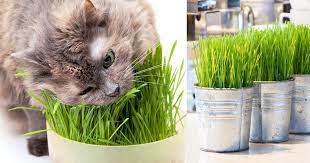 Yani, evde bir kedi için çim filiz nasıl düşünün. Kedi Cimi Nedir Neden Gereklidir Nasil Yetisir Satin Alma Sahiplen