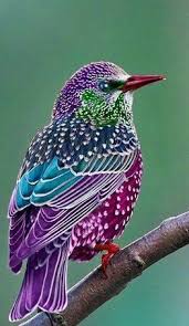 Crazy Birds Bird Crafts Kids Birds Birds Of Paradise Birds Of Funny Birds Birds On For The Birds Bird Diy A Beautiful Birds Colorful Birds Most Beautiful Birds