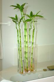 Large Three Blossom Window Vase Spa Decor Lucky Bamboo Spa Bathroom Decor