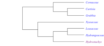 Image result for Hydrostachys insignis